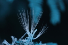 infrared landscape 110
