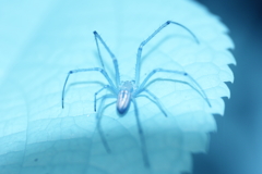 spider 8