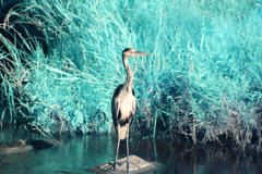 infrared landscape 117