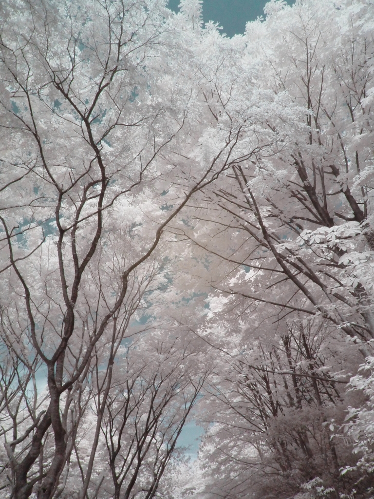 infrared landscape 78