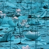 infrared landscape 42