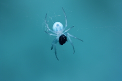 spider 9