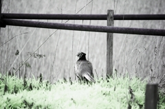 infrared landscape 45