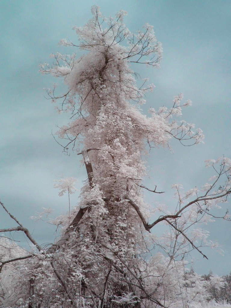 infrared landscape 84