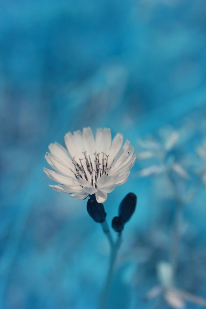 infrared landscape 95