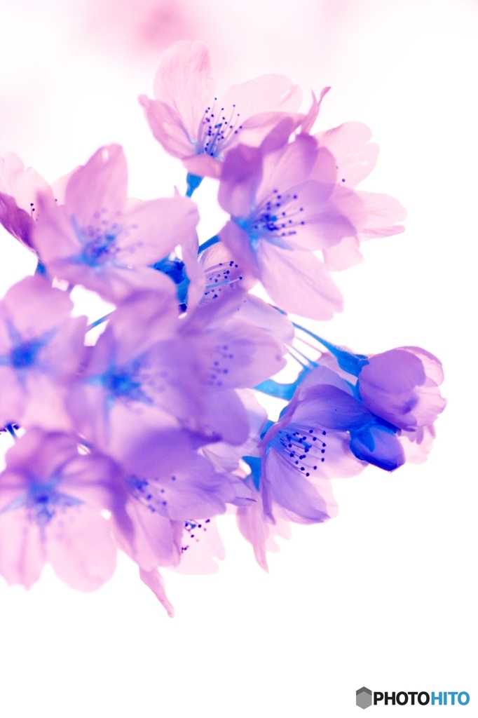 sakura 2