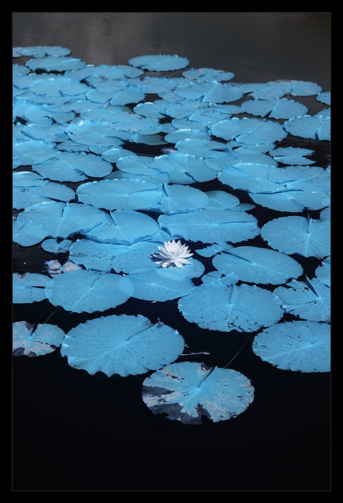 infrared landscape 19