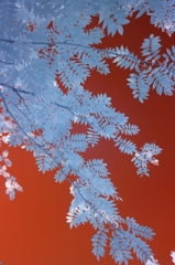 infrared landscape 33