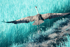 infrared landscape 118