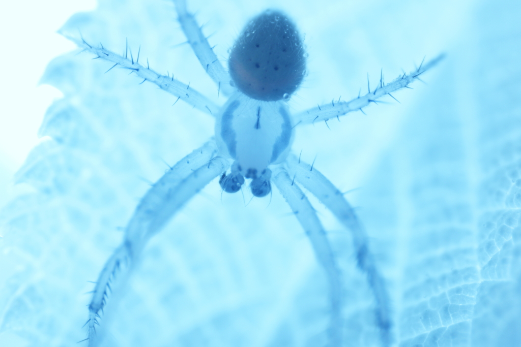 spider 4
