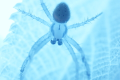 spider 4
