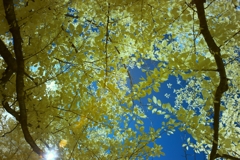infrared landscape 102