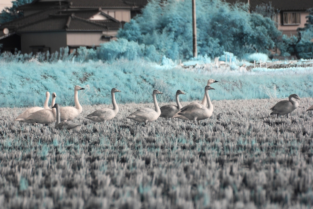 swan 4