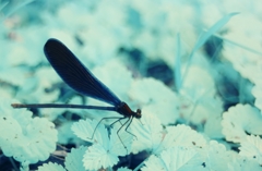 calopteryx atrata