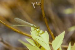 damselfly