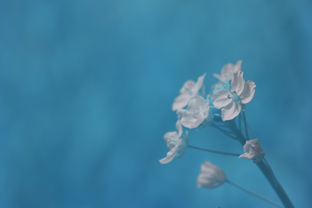 菜の花１