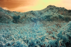 infrared landscape 74