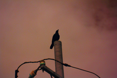 infrared landscape 120