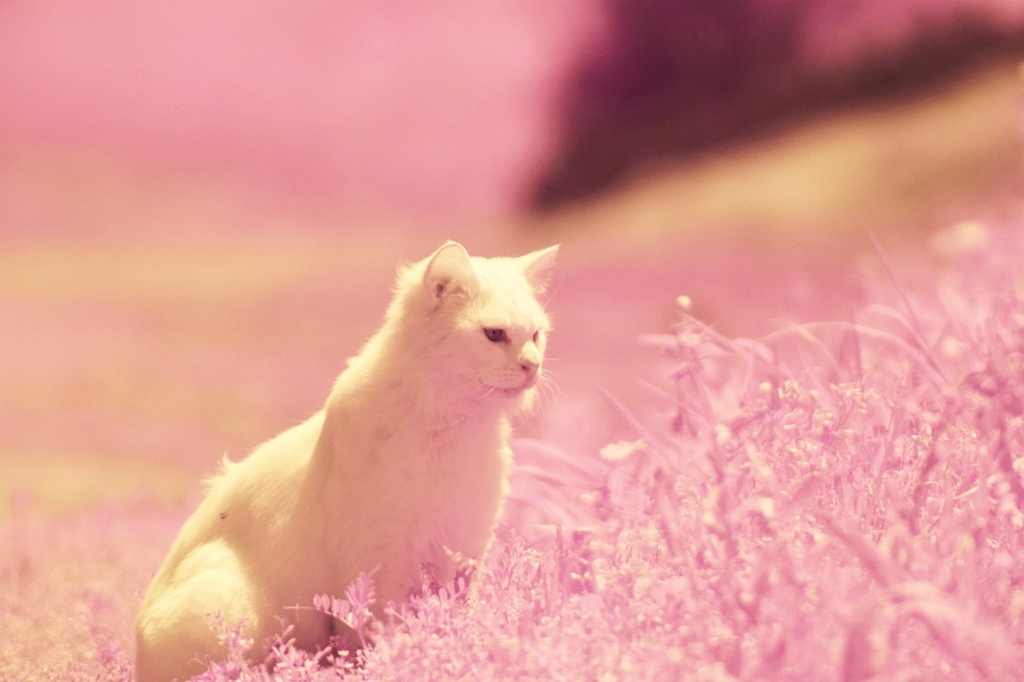 cat