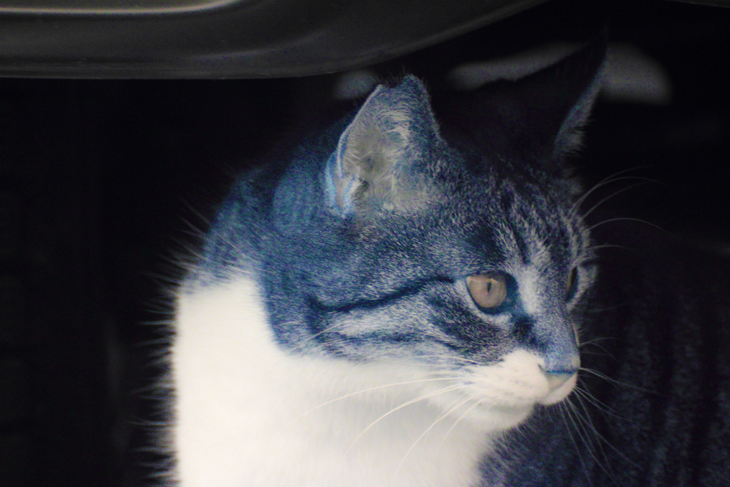 infrared landscape 119