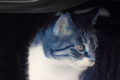 infrared landscape 119