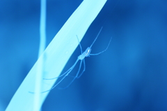 spider 2