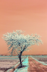 infrared landscape 23