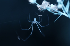 spider 1