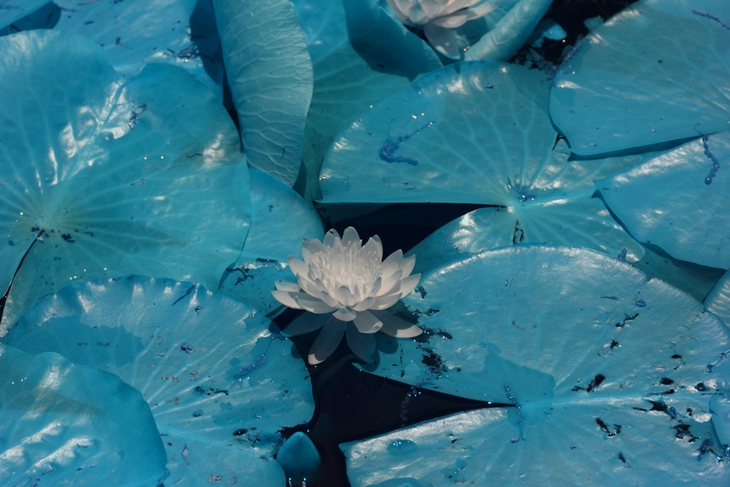 infrared landscape 94