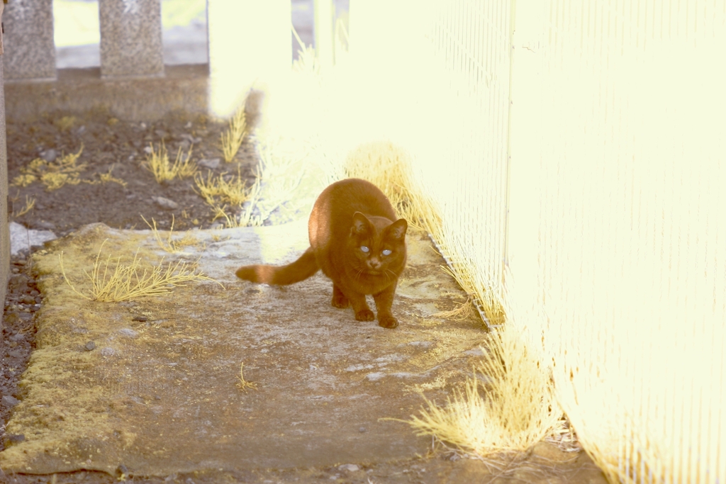 black cat