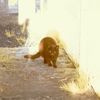 black cat