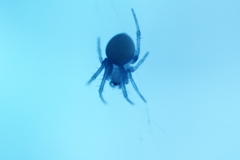spider 7