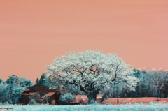 infrared landscape 22