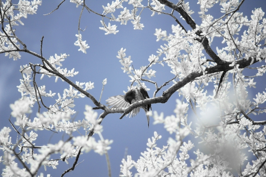 bird