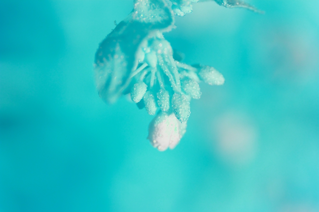 bloom