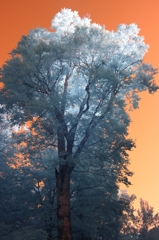 infrared landscape 31