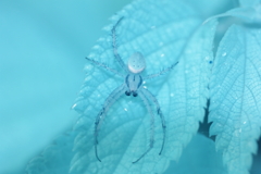 spider 3