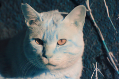 infrared landscape 126