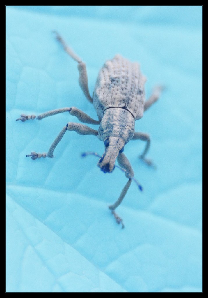 weevil