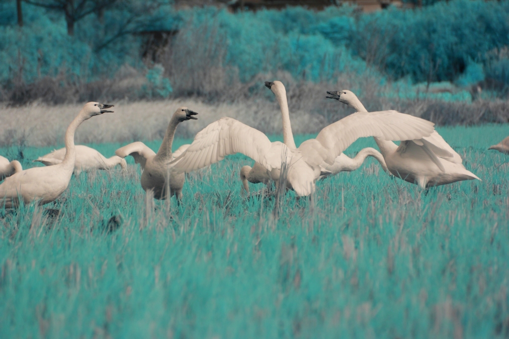 swan dive 1