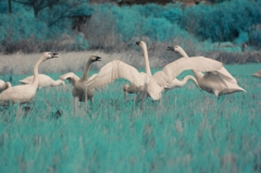 swan dive 1