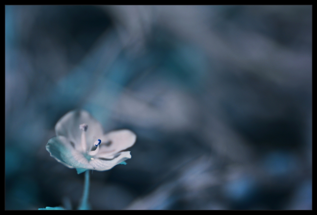 infrared landscape 56
