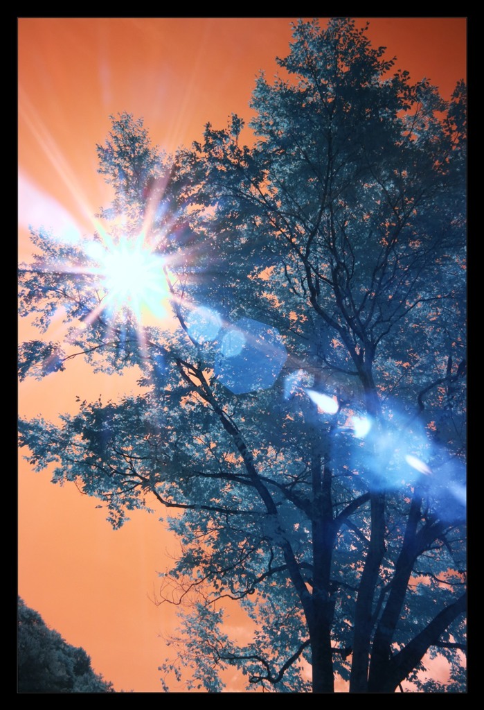 infrared landscape 7