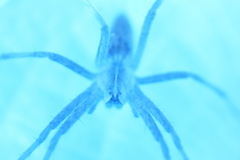 spider 6