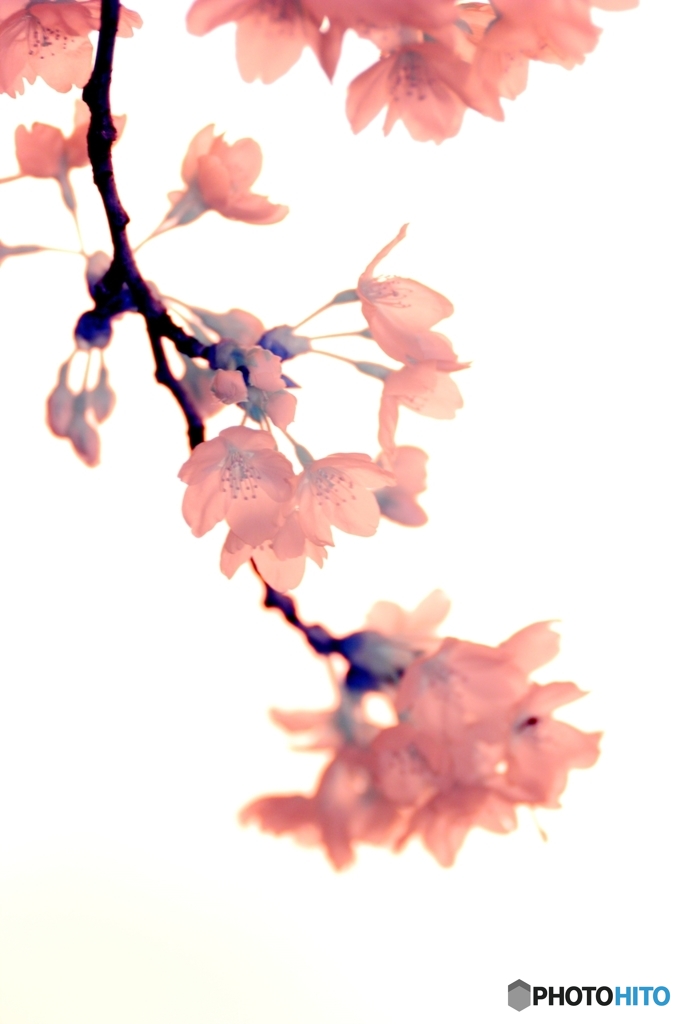 sakura 3