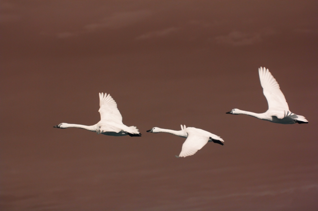 swan dive 3