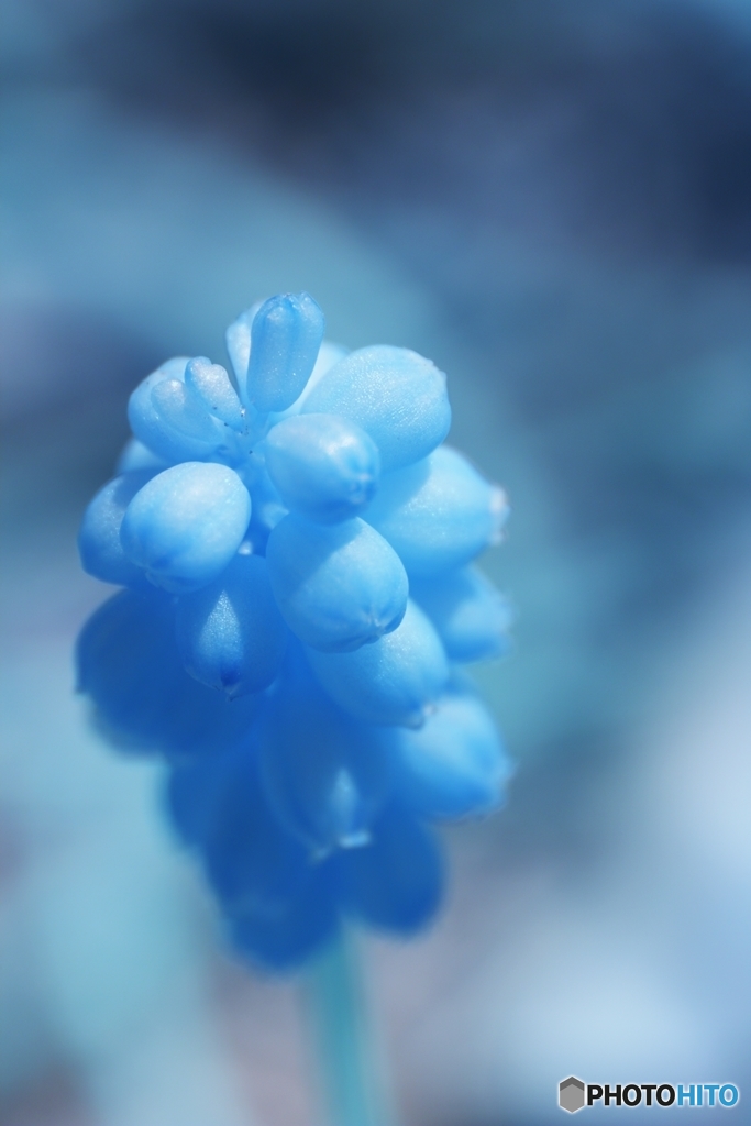 muscari neglectum 2