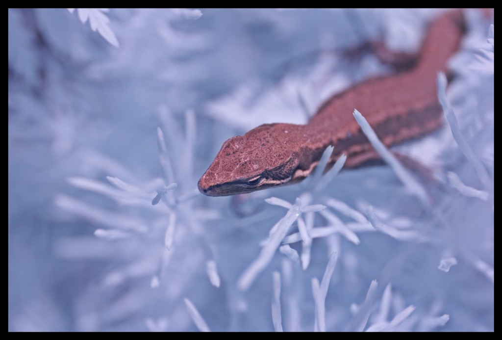 grass lizard