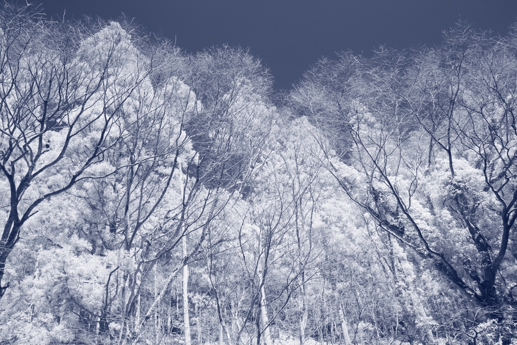 風景 (IR750nm)