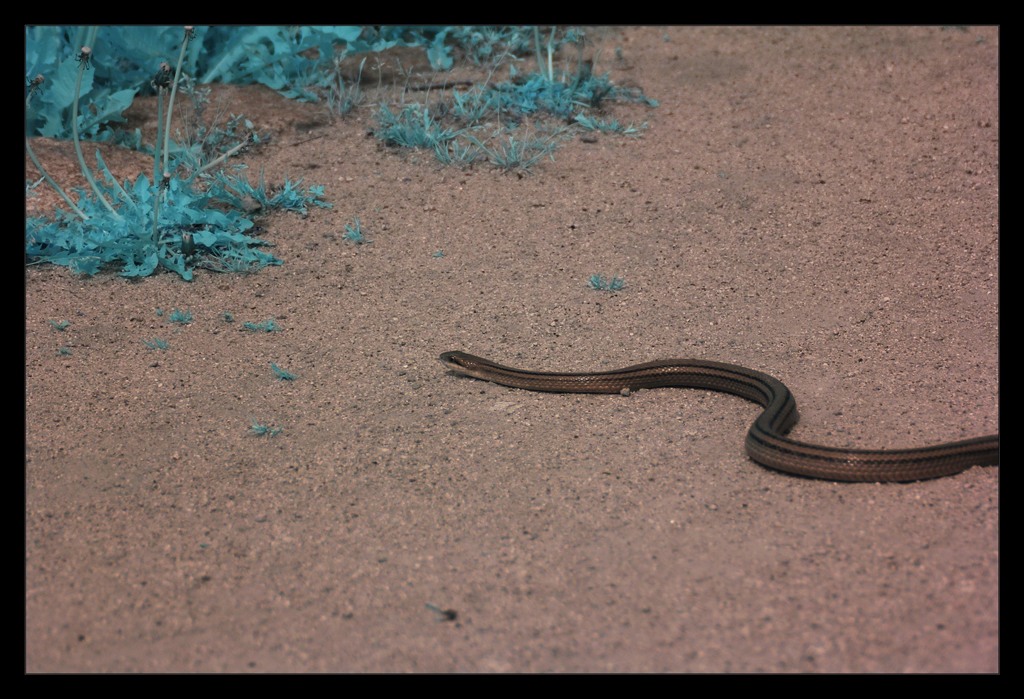 striped snake